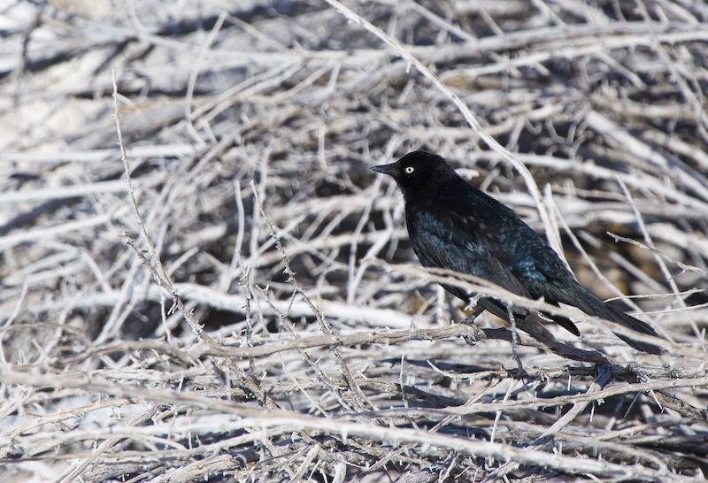 Brewers Blackbird